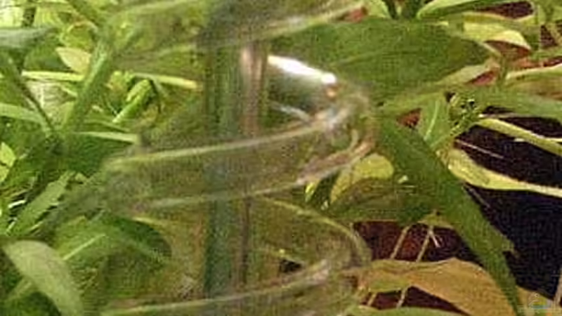 CO² Flipper aus Glas ca.35cm lang von Sauerlandmicha (25)