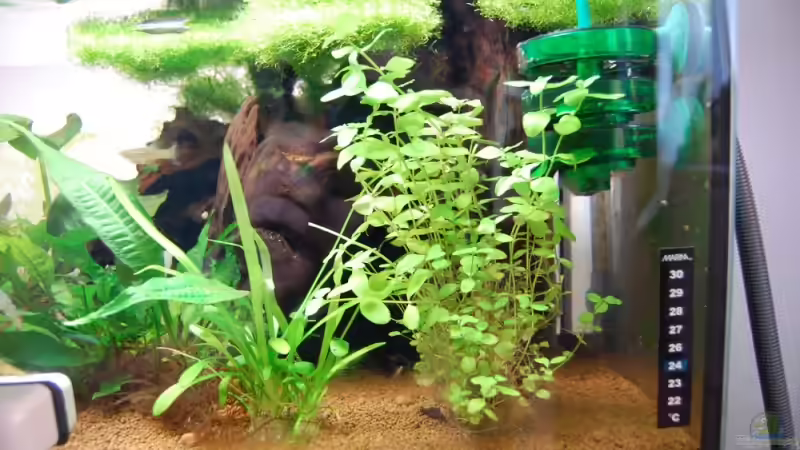 CO²-Schnecke von Wolfgang Dörfler (3)