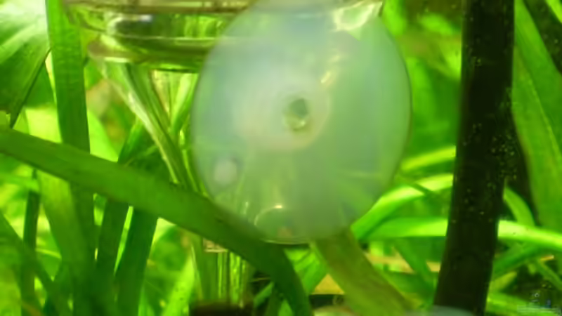 CO2- Ausströmer von Skalarfreund (5)