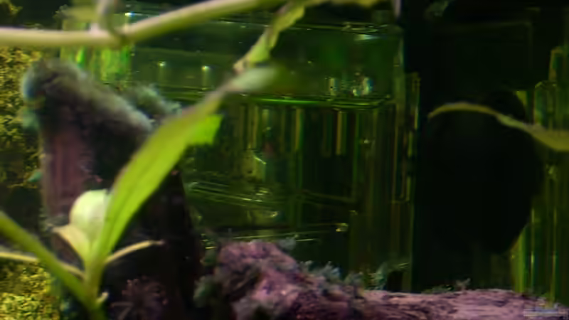 Co2- Flipper von @quarium Cologne (63)