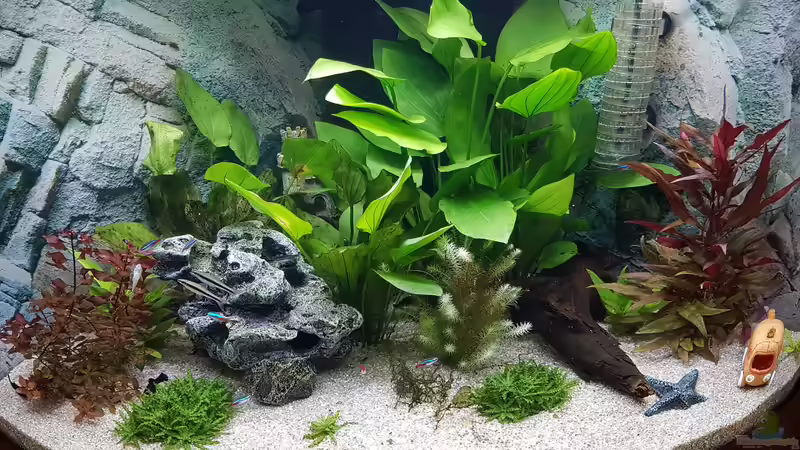 Co2 Anlage eingebaut, Mitte März 2019 von E2k (5)