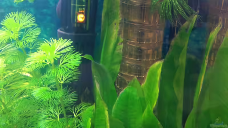 Co2 Anlage von Nastassja&Mario T (19)