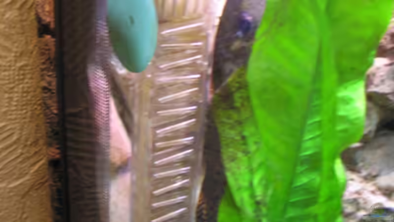 CO2 Auslass hinter Pflanzen versteckt von Christian Witte (10)