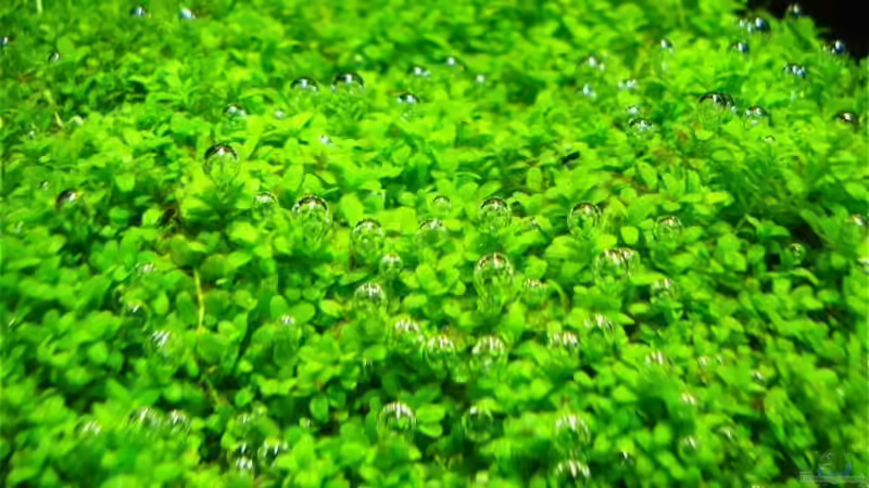 Co2 Blasen Februar 2008 von David Weidenbacher (48)