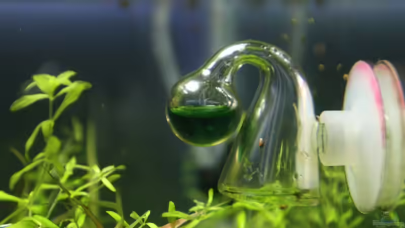 Co2 Dauertest  von Arami Gurami (16)