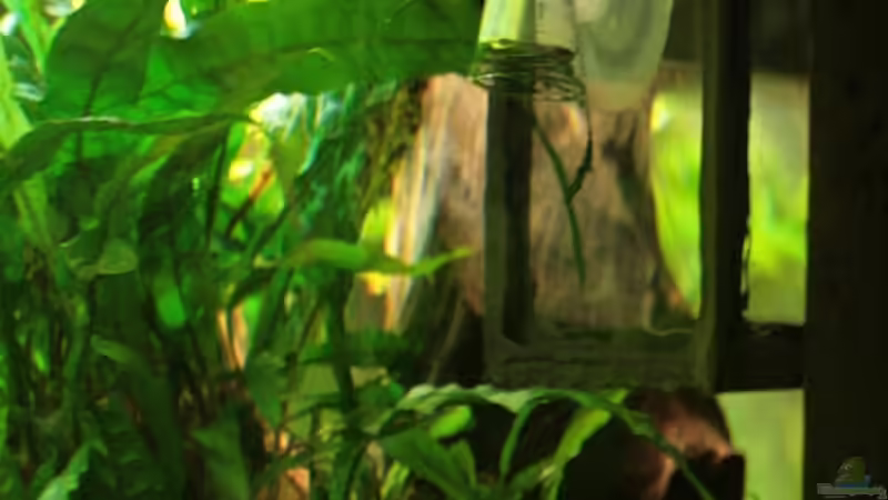 CO2 Dauertest. von Grobi (27)