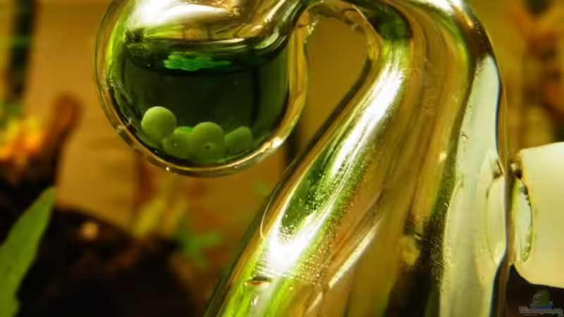 CO2 Dauertest aus Glas von YoshiMaus (21)