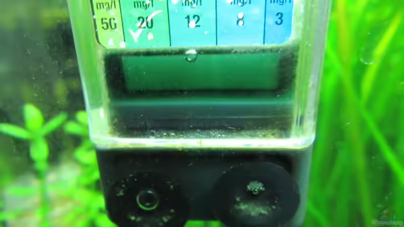 CO2-Dauertest von Tigerlotus (54)