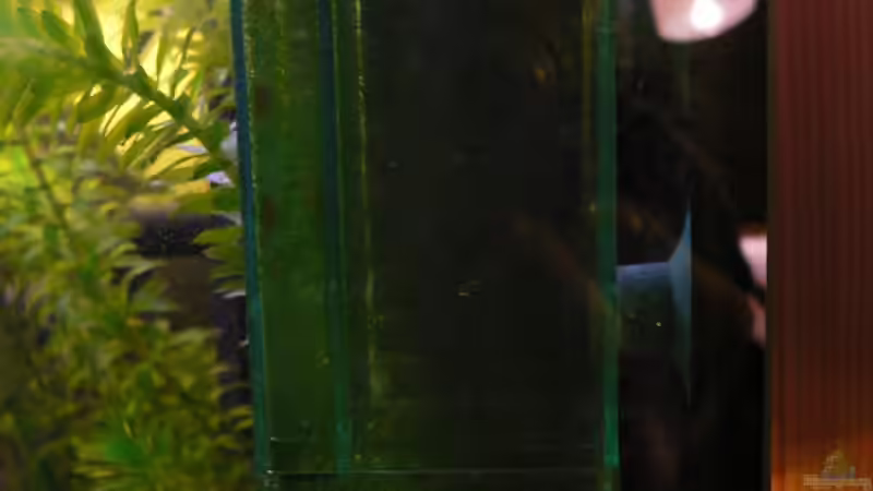 CO2-Diffuser von Max Wolf (13)