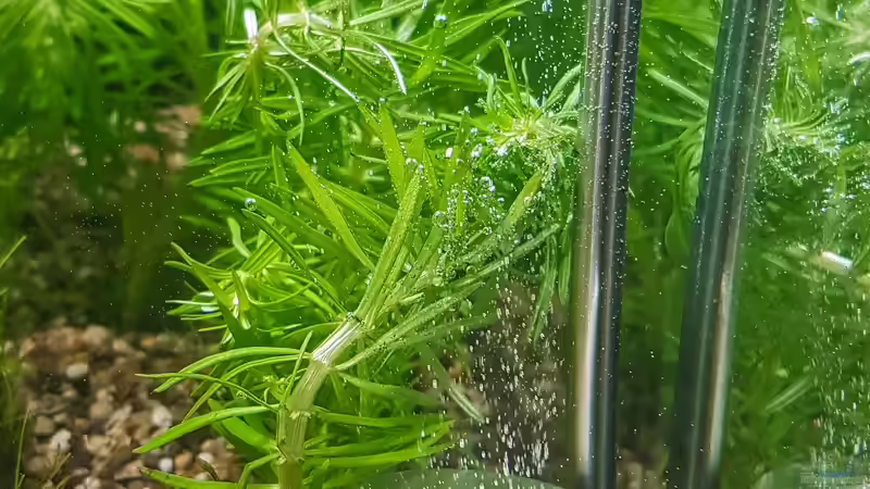 Co2 Diffusor Edelstahl von TommyR (26)