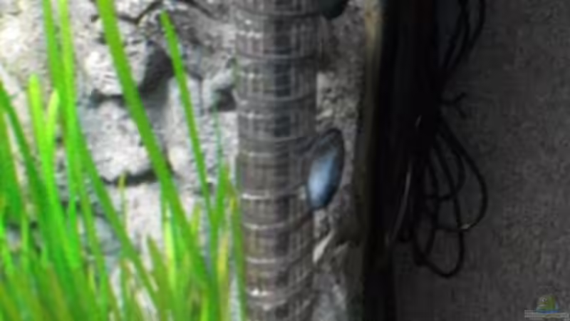 CO2-Diffusor in der rechten Ecke von Romer (10)