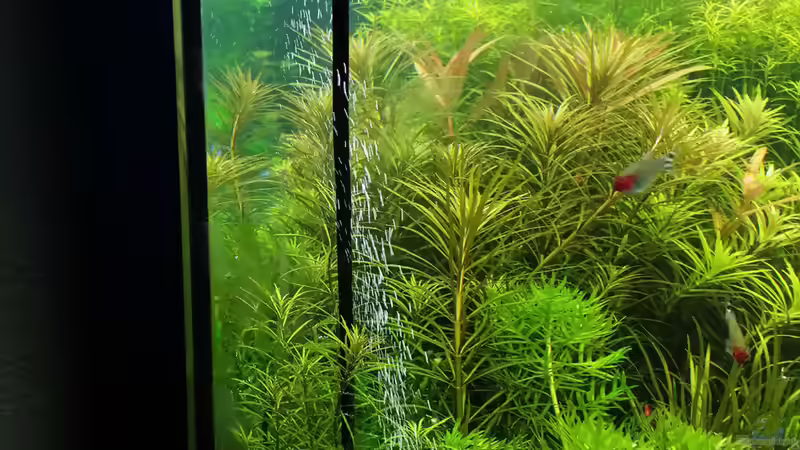 Co2 diffusor japan style von &lt;--- sebi ---&gt; (29)