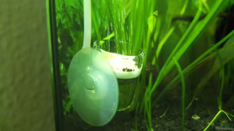 CO2-Diffusor von axolotl (35)