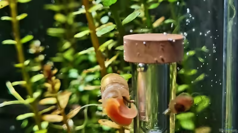 CO2 Diffusor von David Schneider Aquaristik (20)