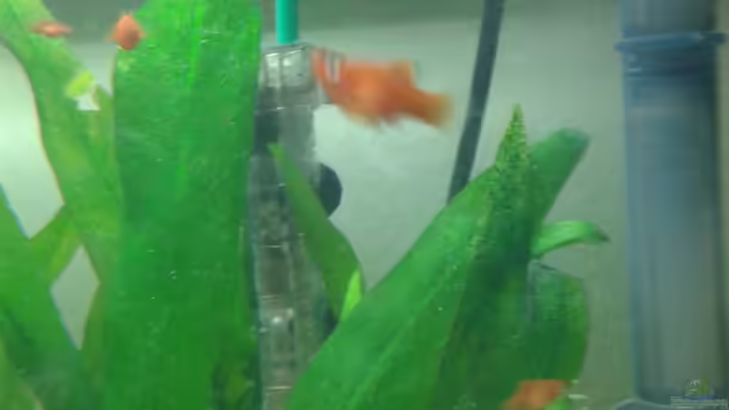 Co2 Divusor von Reinhold Berk (16)