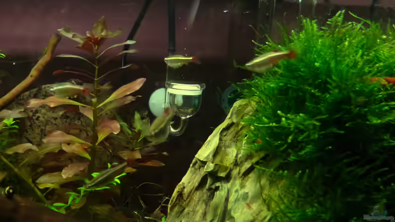 CO2 Einbringung von mike1963 (22)