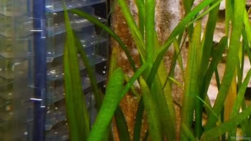 CO2-Flipper (...mit neugierigem ´Rami´....ob er zählen kann??) von Sambia (59)