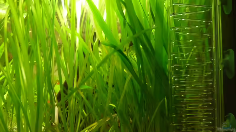 CO2 Flipper - 60 Blasen/min von Steffen S. (11)