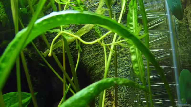 CO2 Flipper: 60 Blasen/min von Steffen S. (13)