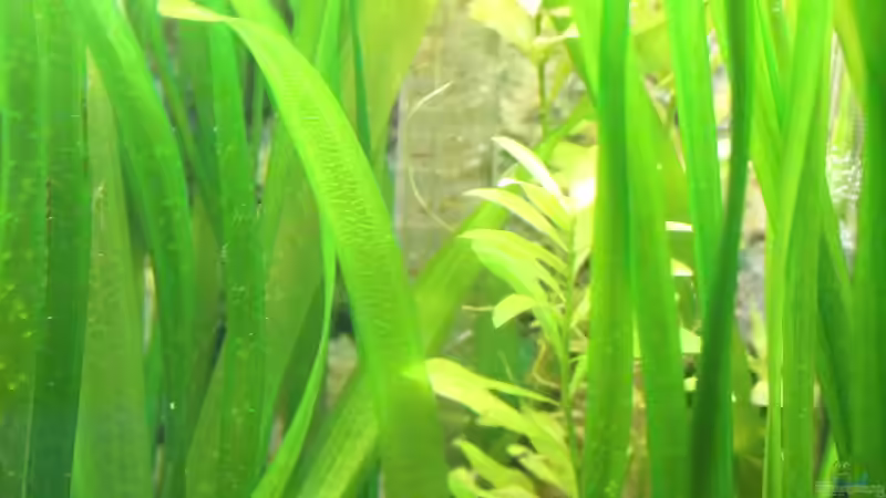 Co2 Flipper (Dennerle, 300 Liter) von JessiKa265 (14)