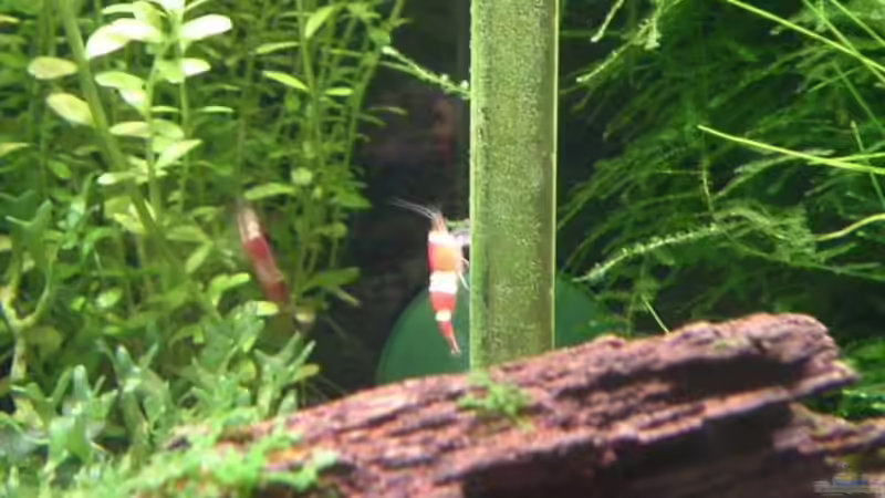 CO2-Flipper mit Garnele von Timo Wünsche (35)