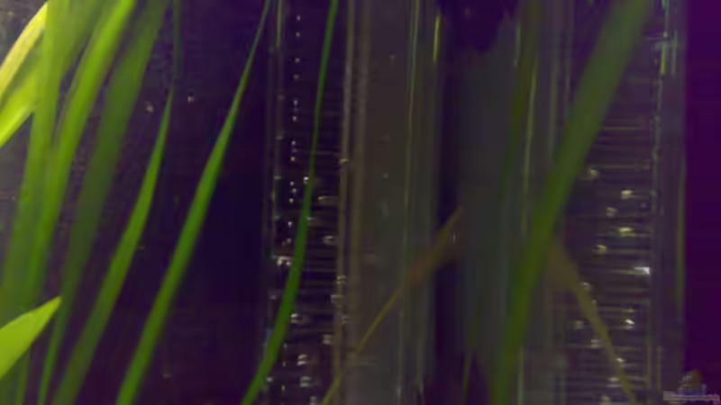 CO2-Flipper von Amazonasbecken.eu (12)