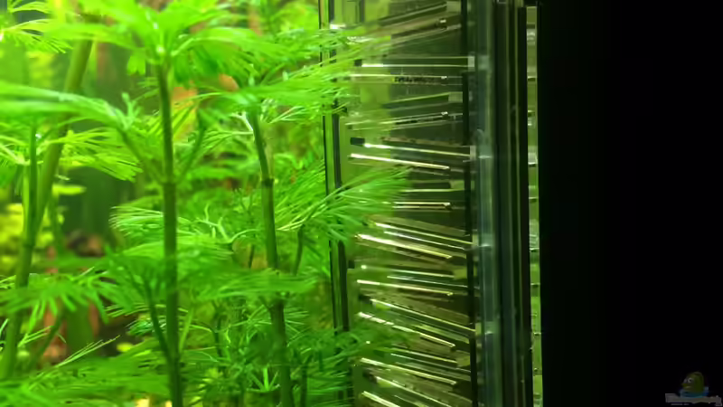 Co2 Flipper von Bader0203 (8)