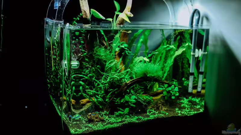 CO2-Fußabdruck eines Aquariums: Wie klimafreundlich ist das Hobby Aquaristik?