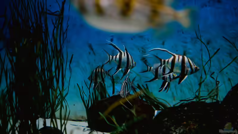 CO2-Fußabdruck eines Aquariums: Wie klimafreundlich ist das Hobby Aquaristik?