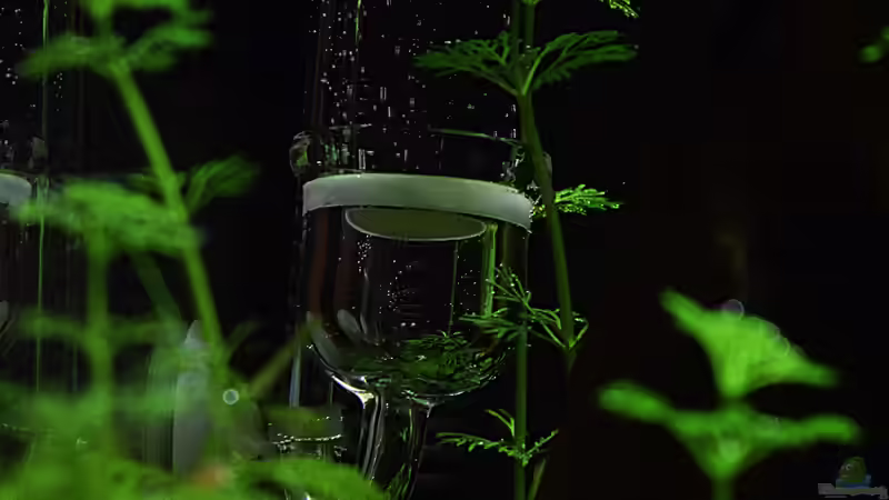 CO2 Glas-Diffusor von Dennerle von David Schneider Aquaristik (22)