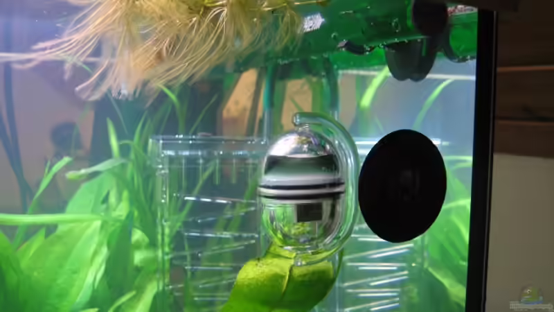 CO2 Langzeittest von Marco B. (20)