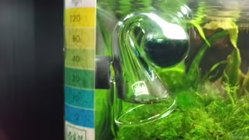 CO2 Langzeittest von sandybunny (12)