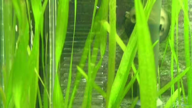 CO2 Mini-Flipper von Faye (10)