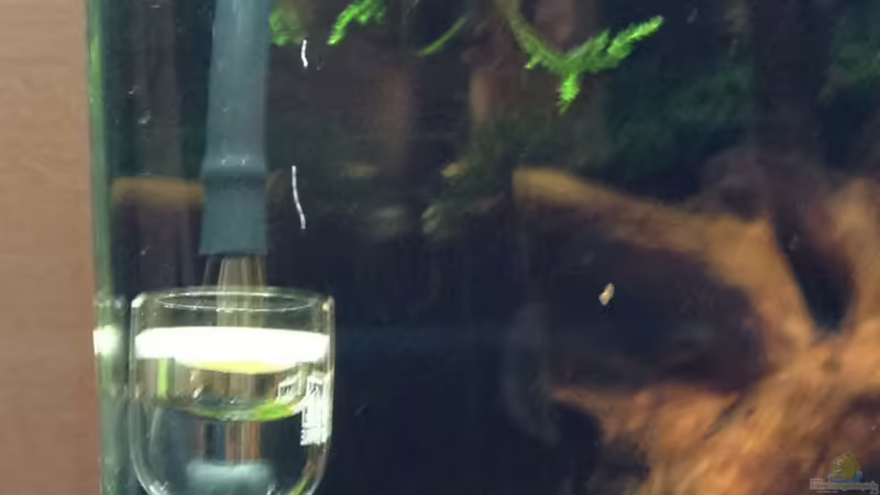 Co2 Perler von Walde (77)