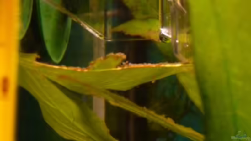 CO2 Pflanzen-Dünge-Set Mini Topper von Noreia (23)