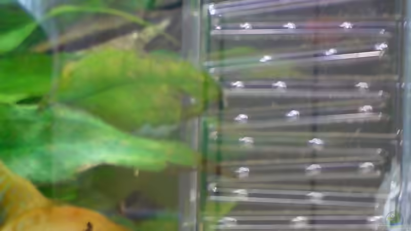 Co2 süchtiges Skalarweibschen Bild von Juli 2006 von Michael Seidel (19)