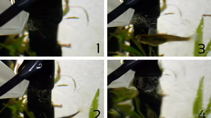 CO2 Zerstäuber im Einsatz von Triameh (16)