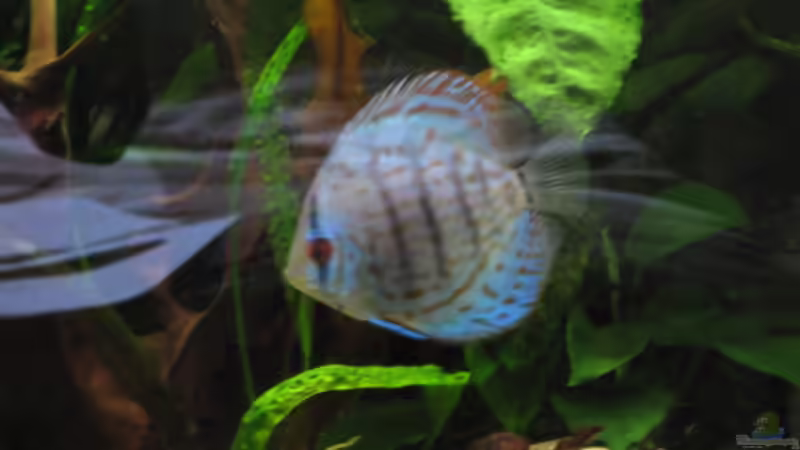 Cobalt 1 von Korbi (45)