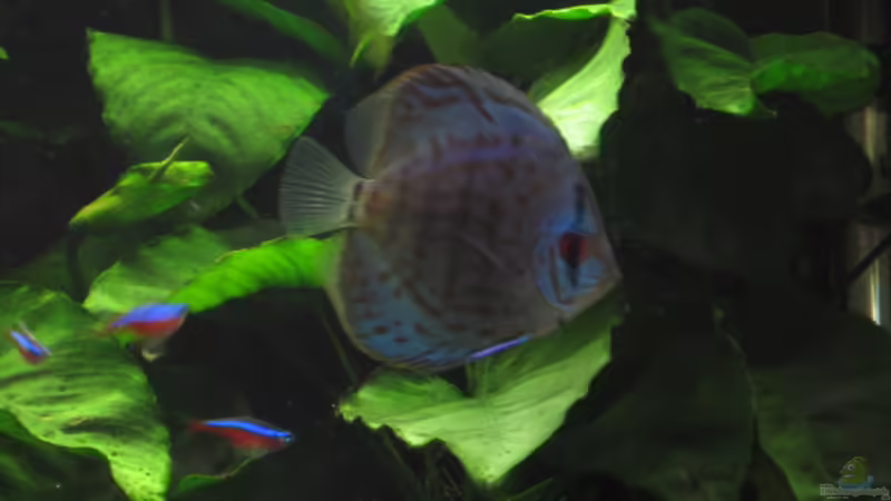 Cobalt 1 von Korbi (46)