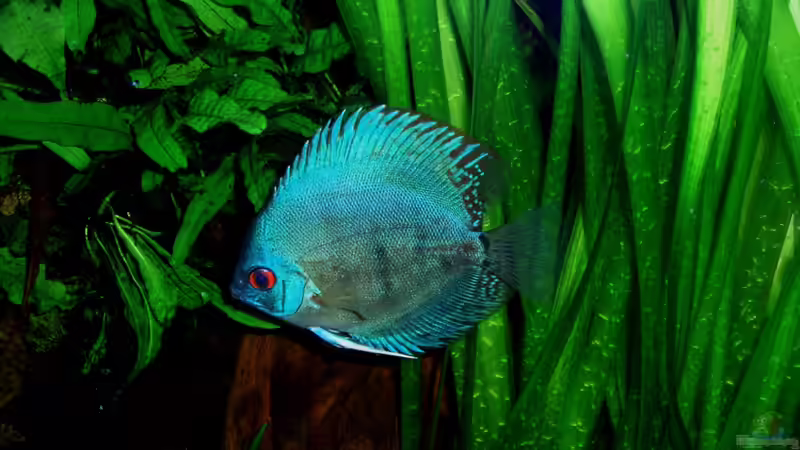 Cobalt blauer Diskus am 07.01.11 von ~Marco~ (62)