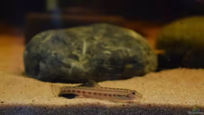 Cobitis Taiwan von Junglist (6)