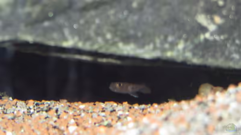 Cobue-Baby Nr. 1 von bossie1704 (94)