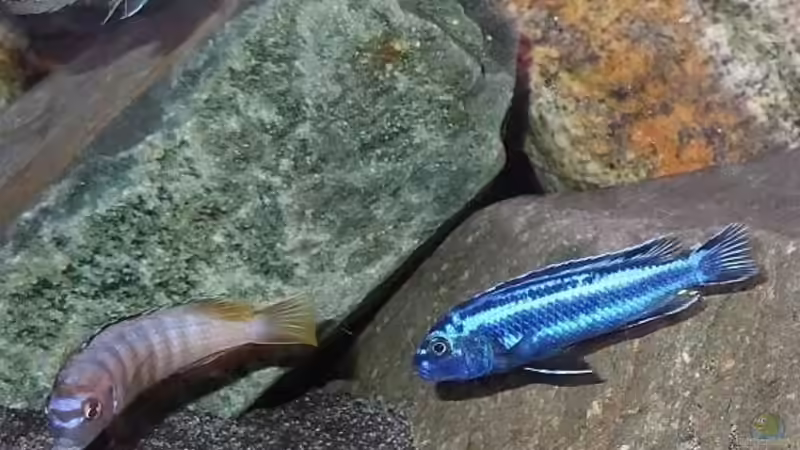 Cobue Bock, juveniler Saulosi Bock u. Weibchen, Maingano von Malawi_Einsteiger (26)