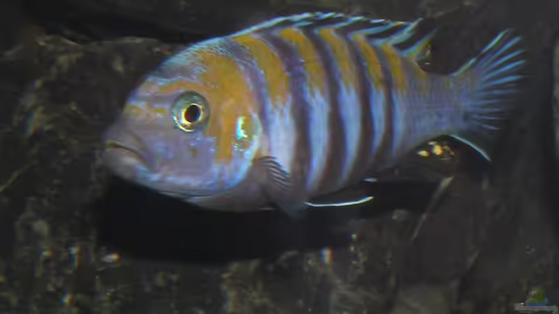 Cobue Bock 10.1.2013 von bossie1704 (86)