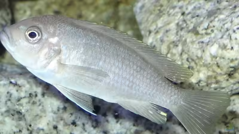 Cobue Weibchen von Malawi_Einsteiger (60)