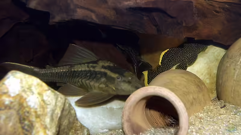 Cochlidon sp. Paraguay von Uwe Dölling (12)