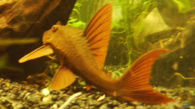 Cochliodon - isser nich schön? von Sebastian Sander (15)