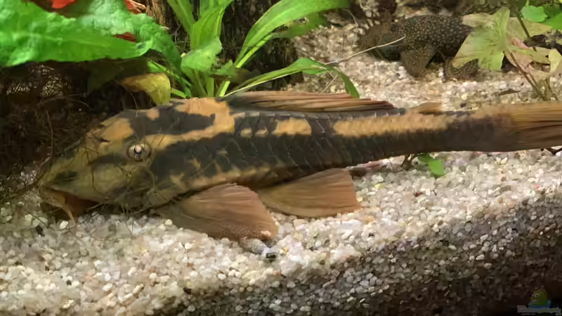 Cochliodon basilisko RED BRUNO + Ancistrus dolichopterus von EdaSh (5)