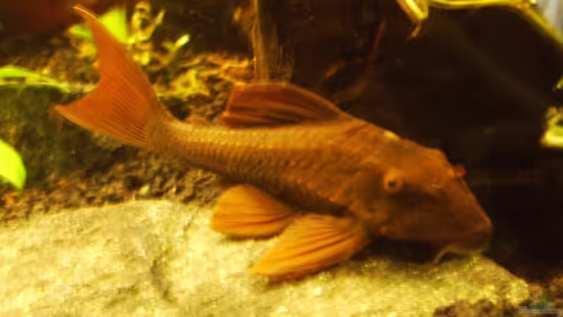 Cochliodon die 2. von Sebastian Sander (16)