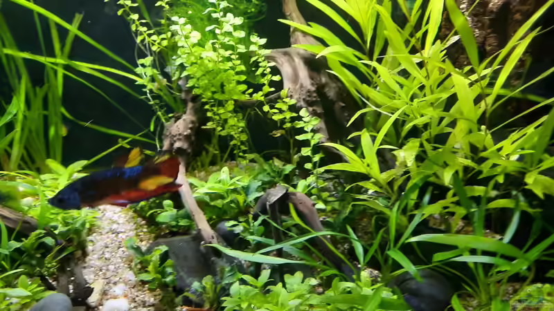 Coco 28.03.2021 er hat stark ins Blaue gemarbelt von okefenokee (29)